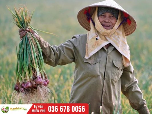 Hành tỏi Hải Dương có gì đặc biệt? Vì sao nổi tiếng khắp cả nước??