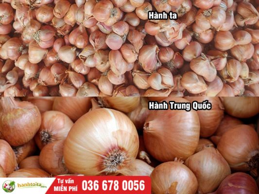 Phân biệt hành ta và hành Trung Quốc – Cách nhận biết chuẩn nhất 2026