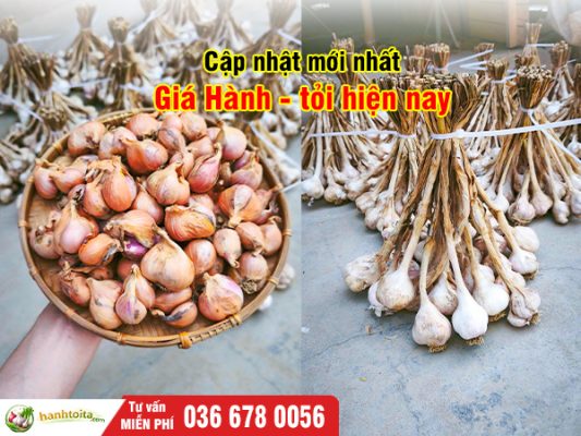 Giá Hành Tỏi Hôm Nay Bao Nhiêu? Bảng Giá Mới Nhất 2026 & Xu Hướng Thị Trường