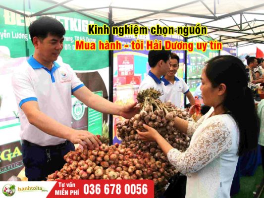 Mua Hành Tỏi Hải Dương Ở Đâu Uy Tín, Giá Tốt? Kinh Nghiệm Chọn Nguồn Chuẩn 2026