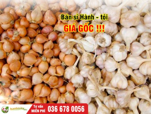Bán Sỉ Hành Tỏi Giá Gốc – Kinh Nghiệm Nhập Hàng Chất Lượng, Lợi Nhuận Cao 2026