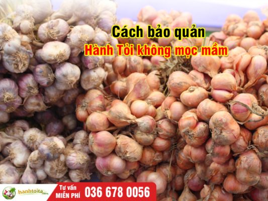 Cách Bảo Quản Hành Tỏi Để Được Lâu, Không Mọc Mầm – Bí Quyết Chuẩn 2026