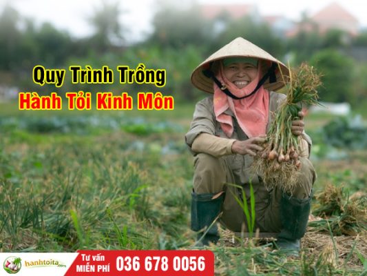 Quy Trình Trồng Hành Tỏi Kinh Môn Chuẩn Nhất – Từ Ruộng Đến Bàn Ăn 2026